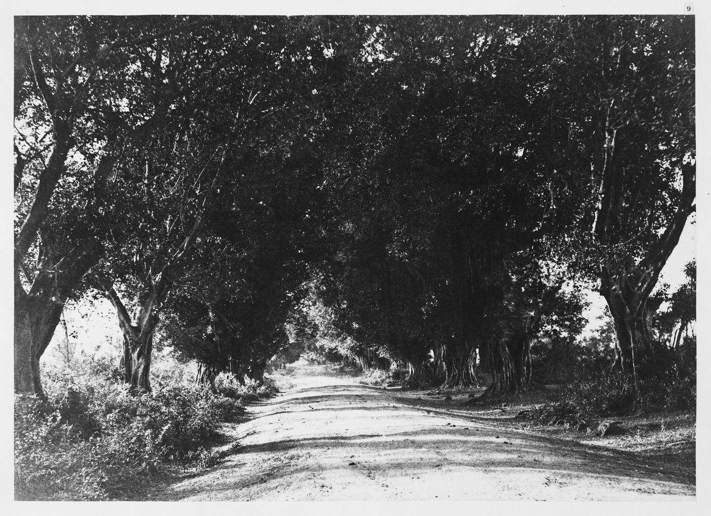 Between Palacode and Admancotah.  Avenue of banyan trees.