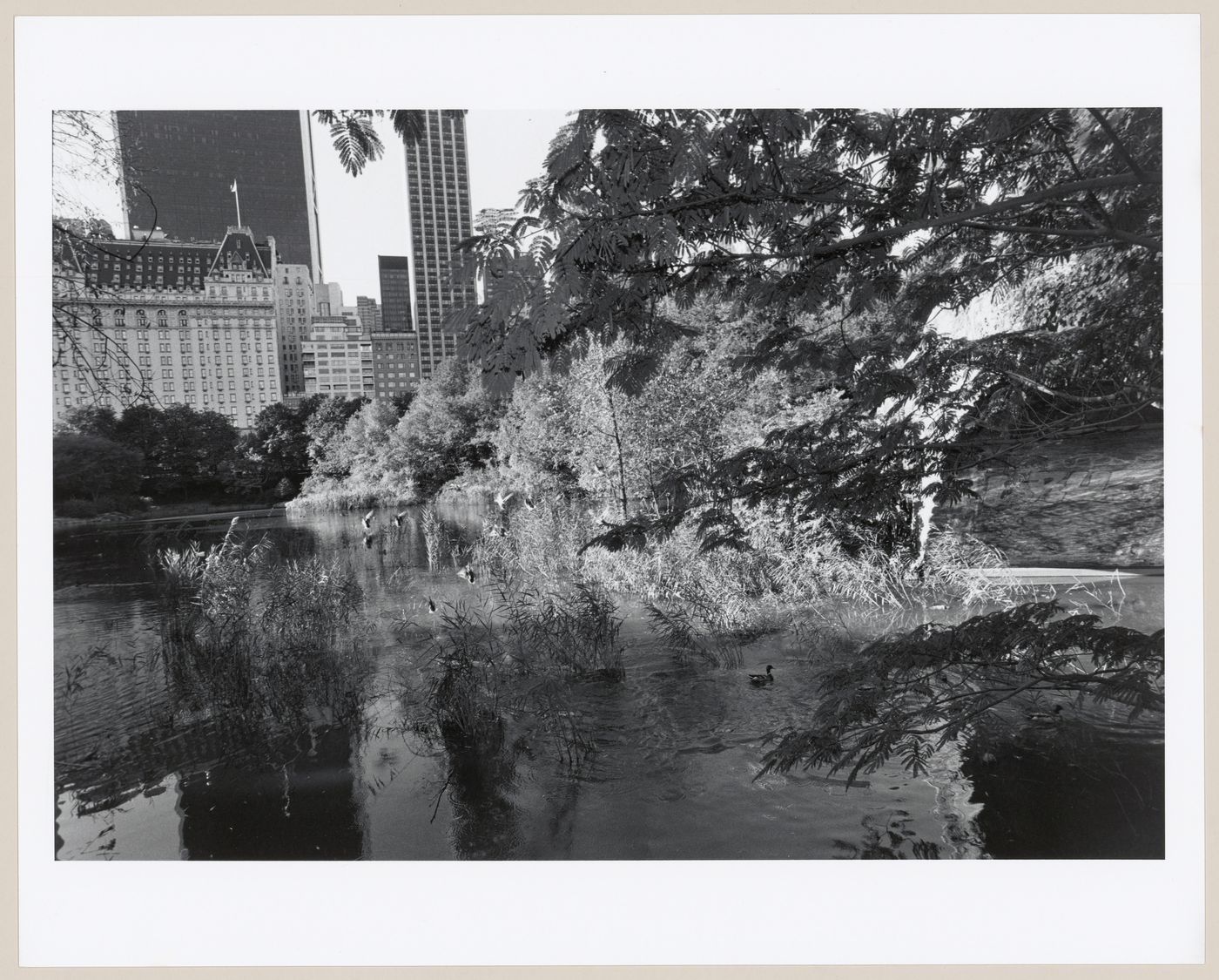 The Pond, Central Park, Manhattan, New York City, New York