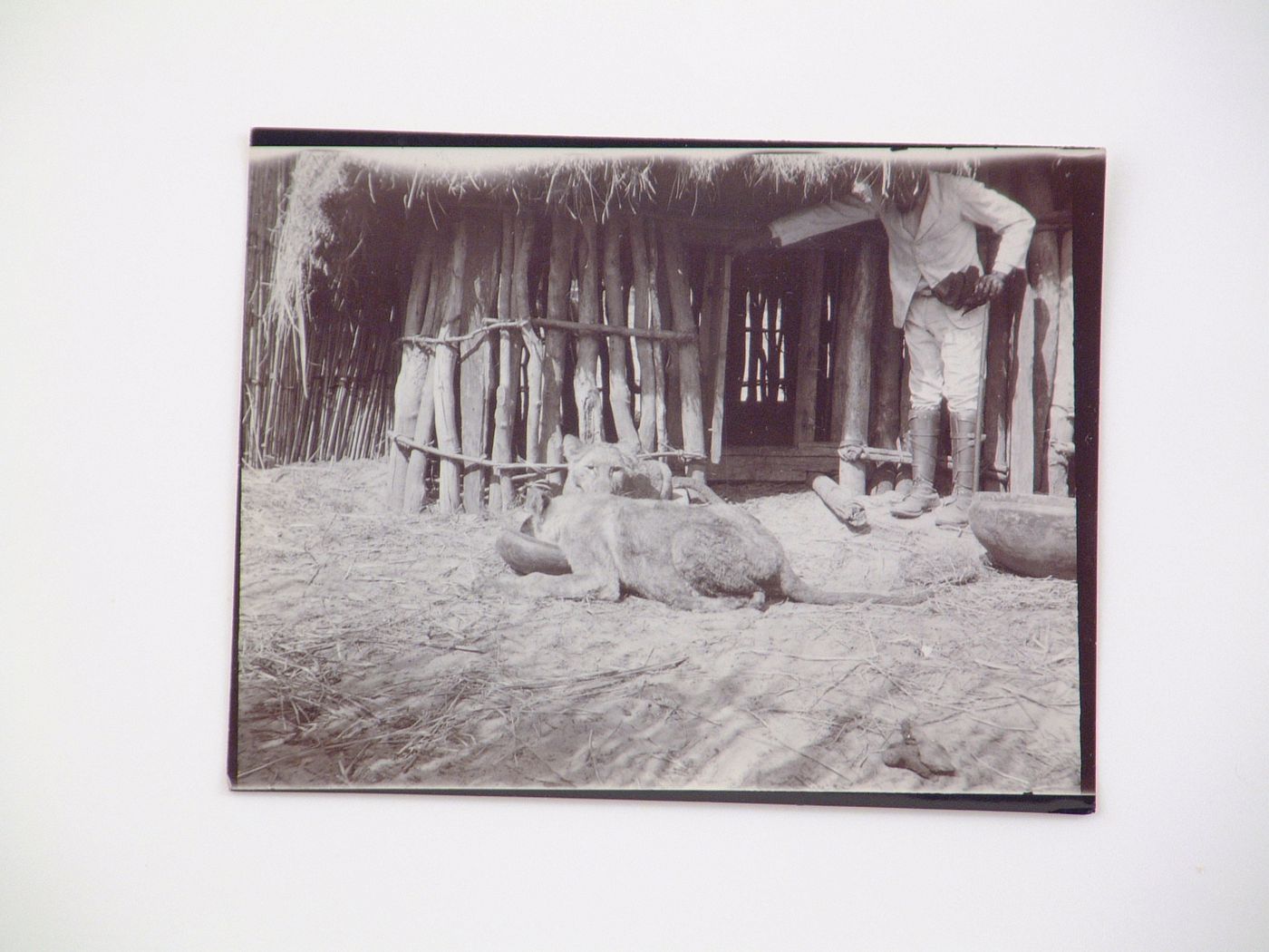 View of two lions eating, near Zambezi River