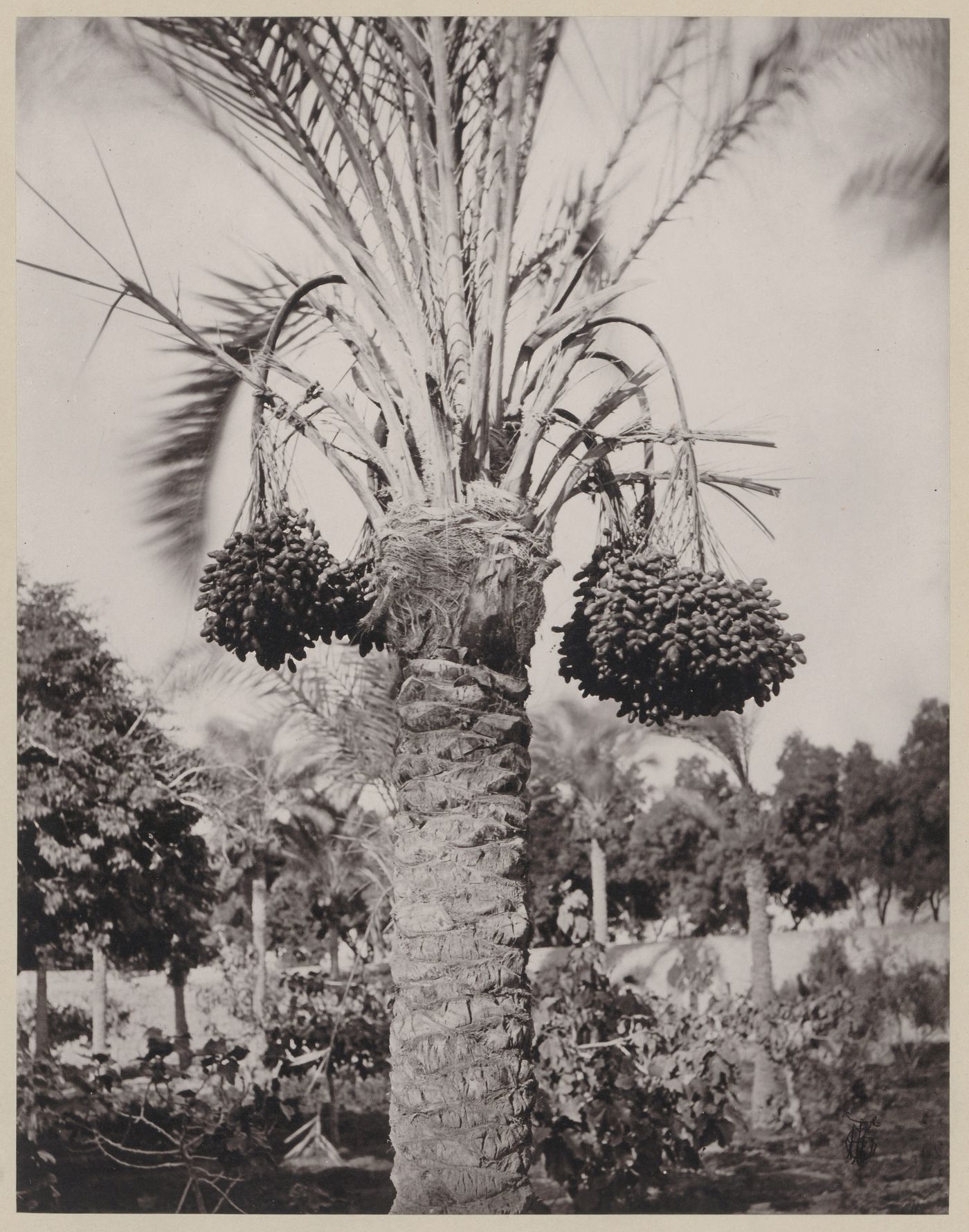 Cairo. The Date Palm and Fruit.