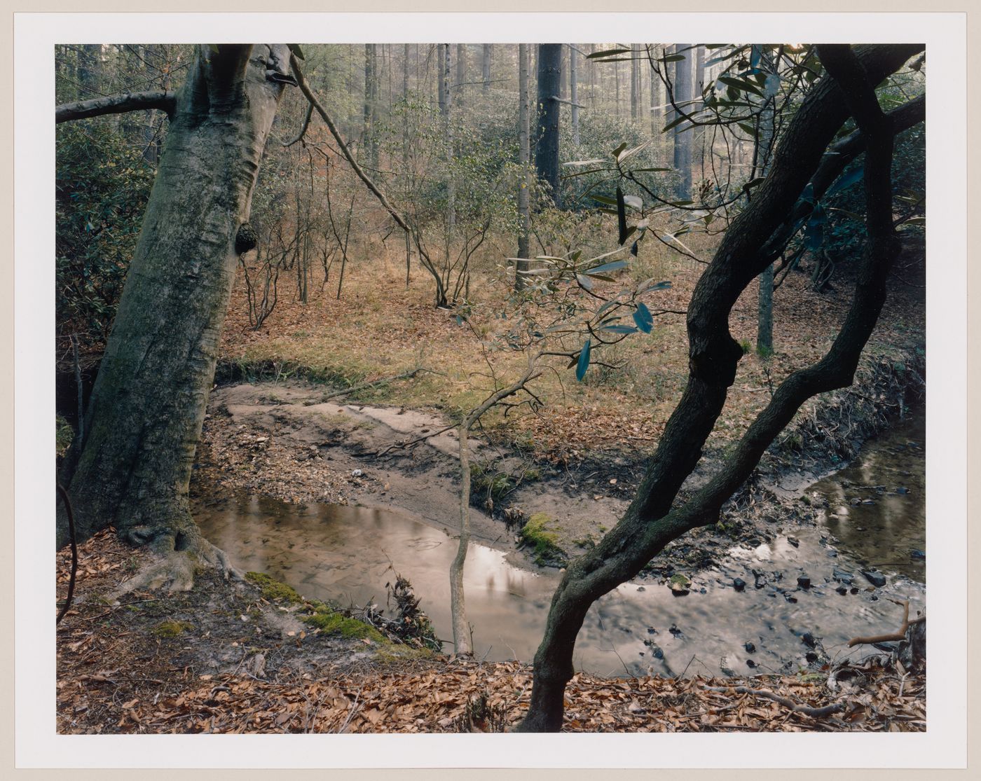 Viewing Olmsted: View Beside Approach Road, Vanderbilt Estate, "Biltmore", Asheville, North Carolina