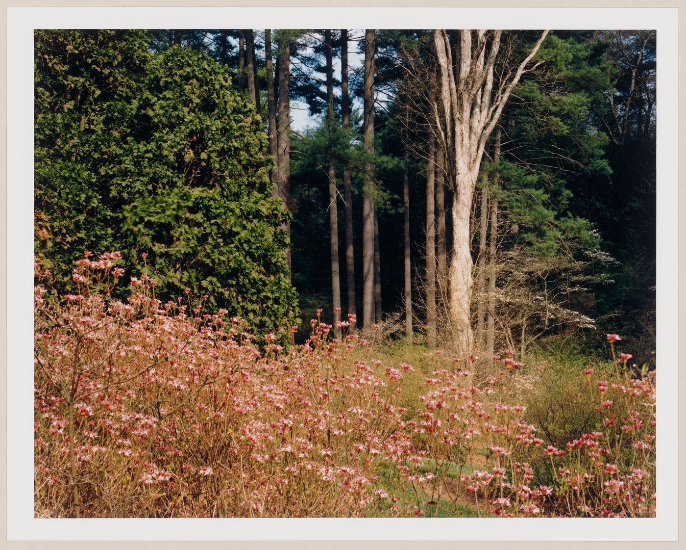 Viewing Olmsted: View of Azalia Garden Vanderbilt Estate, "Biltmore", Asheville, North Carolina