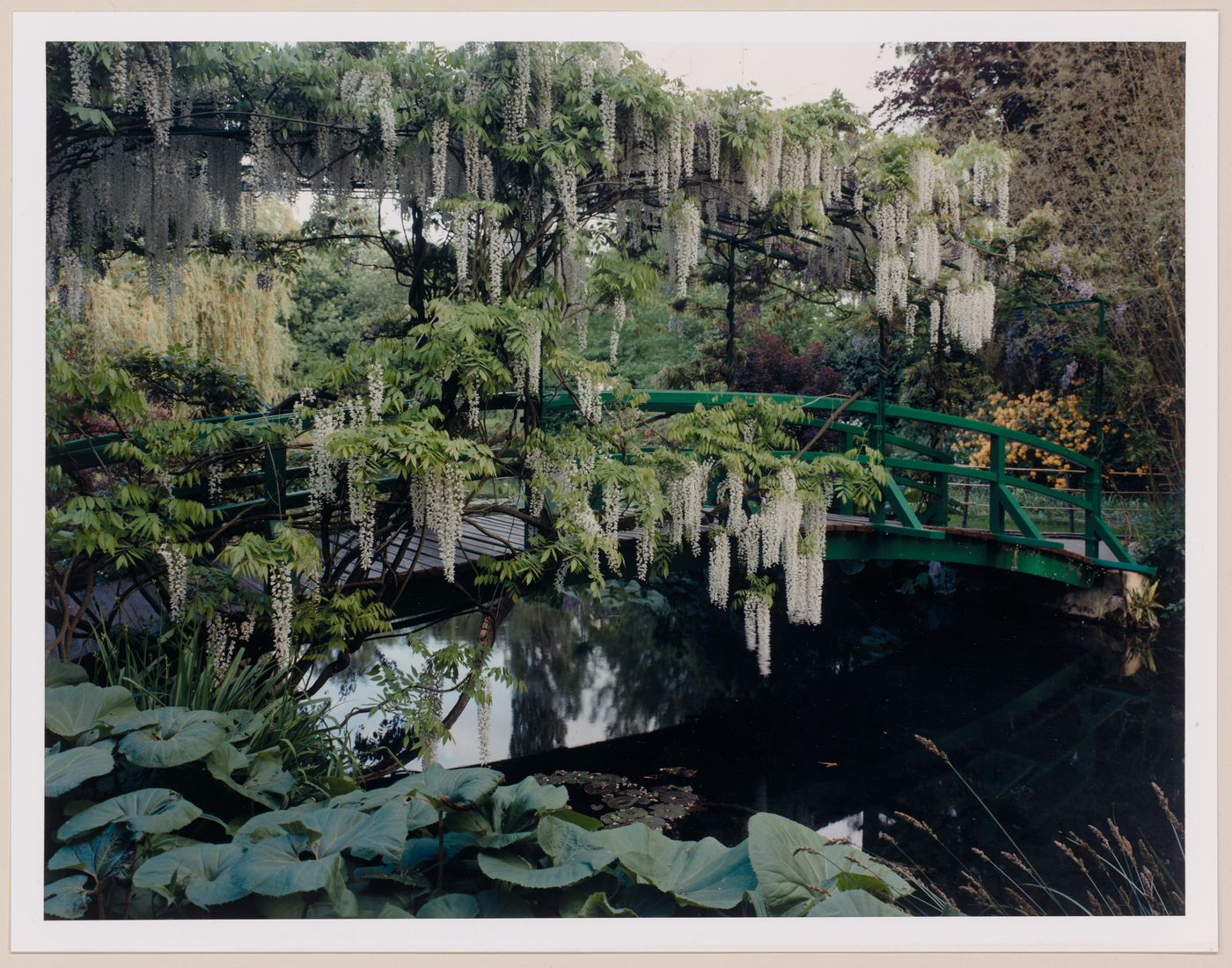 Clusters of wisterias on the Japanese bridge in the Spring, Monet Gardens, Giverny, France