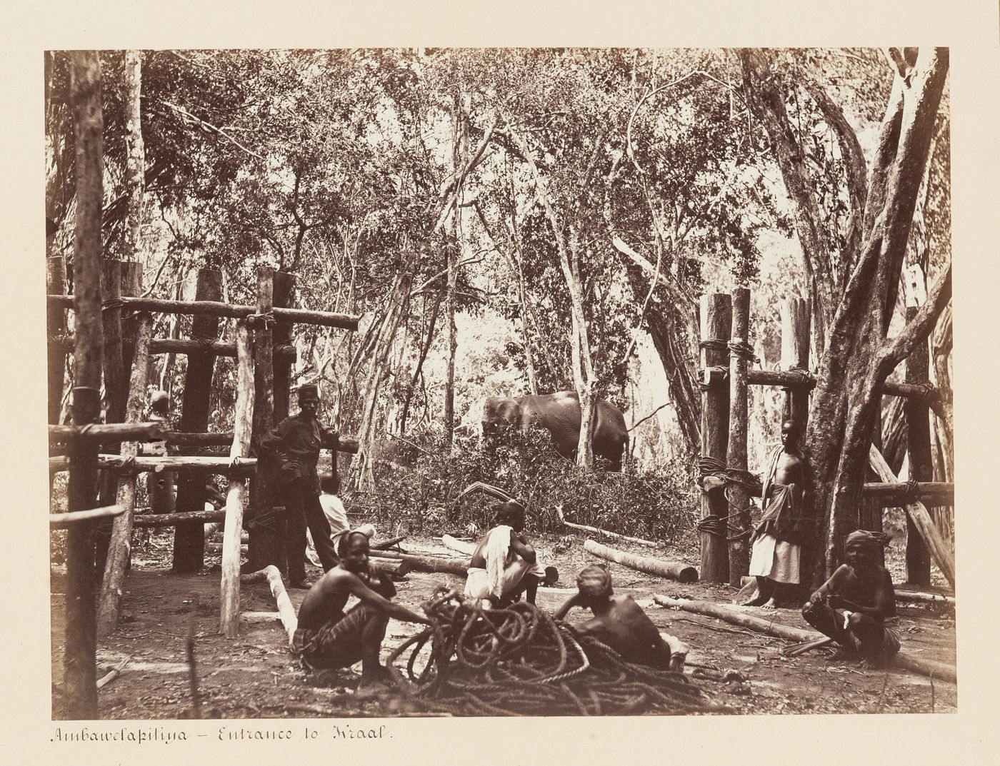 View of the entrance to the kraal with an elephant in the background and men in the foreground, Ambawela, Ceylon (now Sri Lanka)