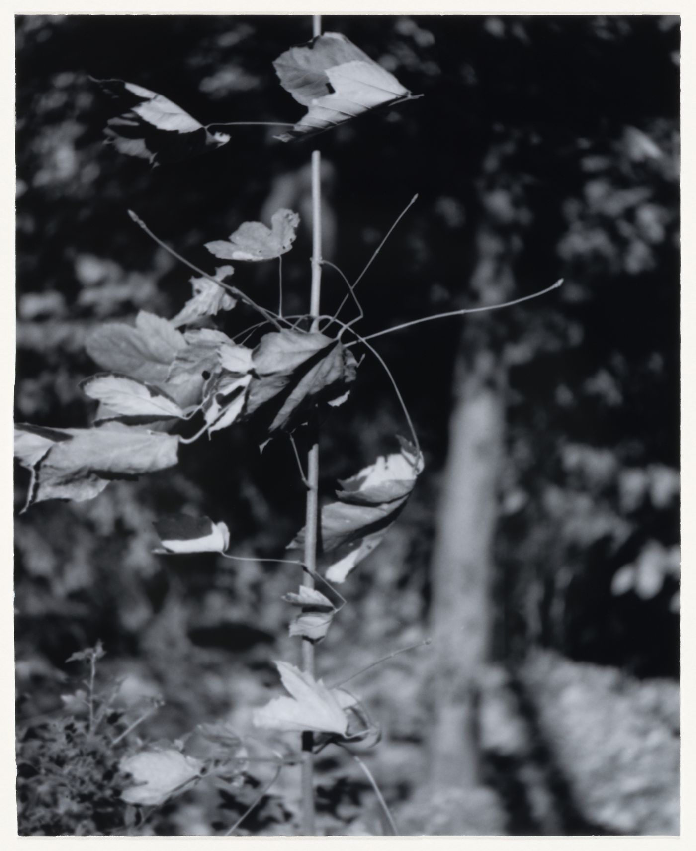 View of leaves, branches and trees, Berlin, Germany, from the artist book "The Potsdamer Project"