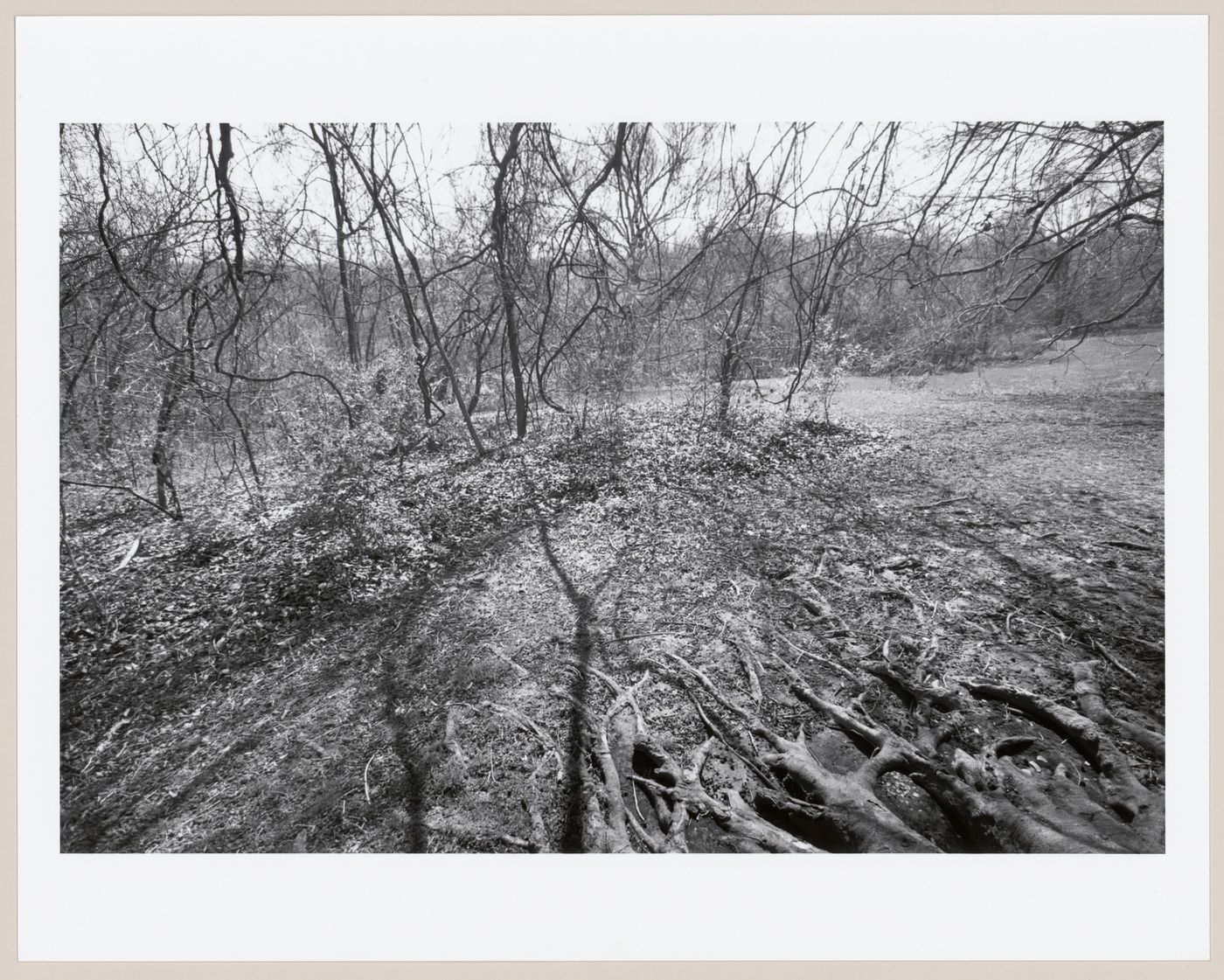 Roots of European beech tree, Cherokee Park, Louisville, Kentucky