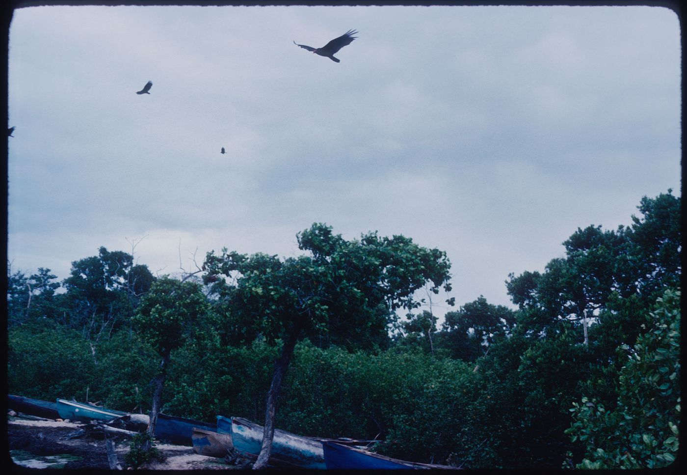 Birds in landscape, Jamaica