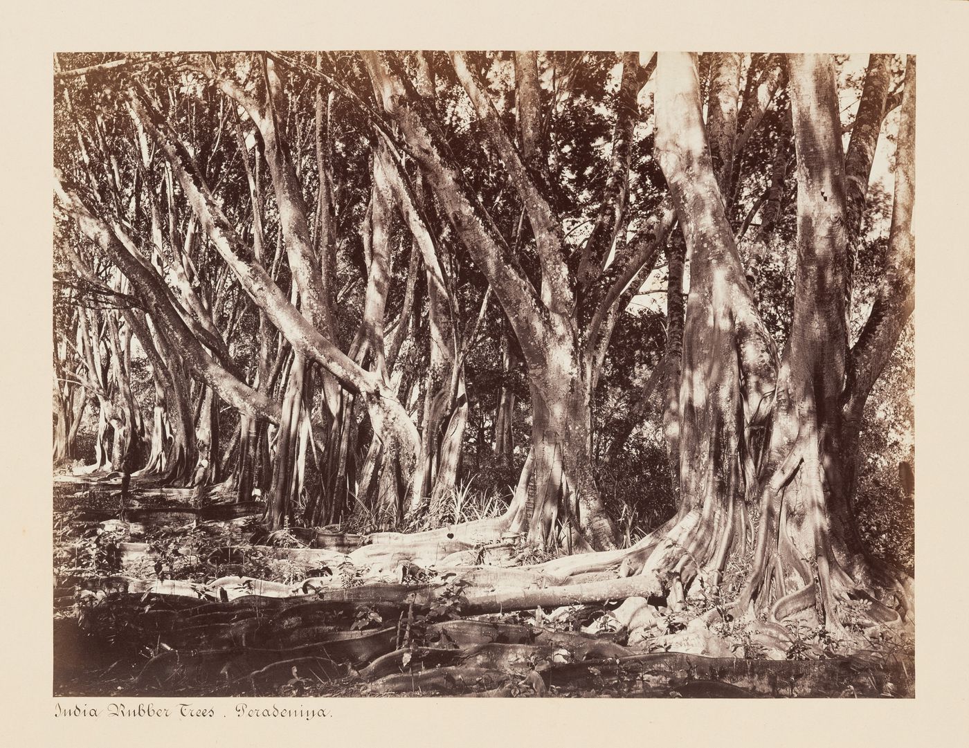 View of rubber trees, Royal Botanical Gardens, Peradeniya, Ceylon (now Sri Lanka)