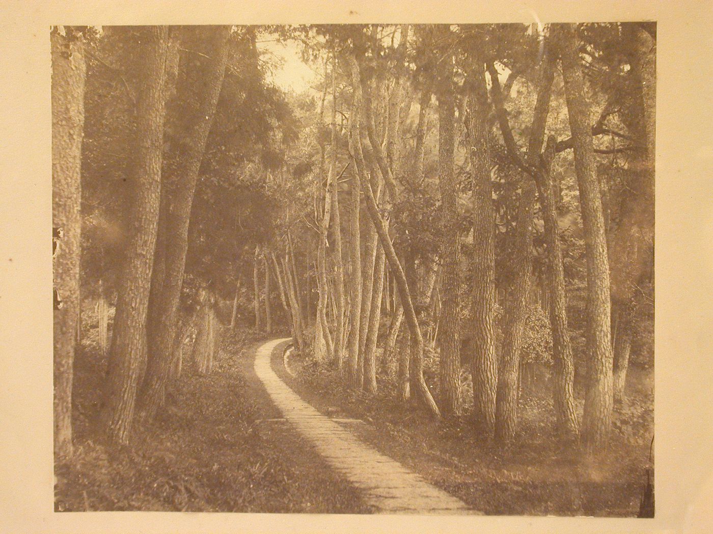 View of a walkway through the woods of Tien Dong (now Tiantong Forest Park), near Ningpo (now Ningbo), China