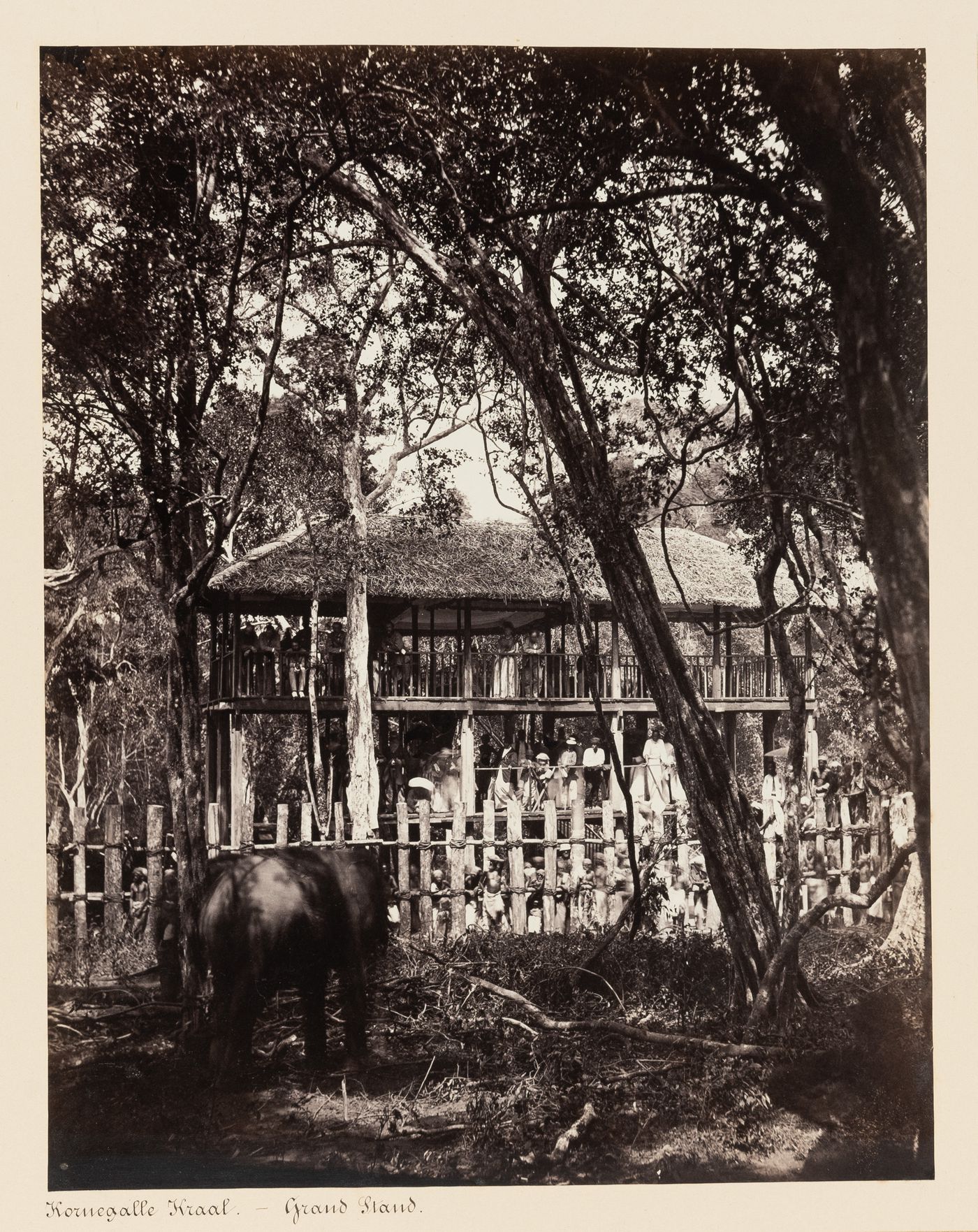 View of the grandstand and kraal with an elephant in the foreground, Kornegalle, Ceylon (now Sri Lanka)
