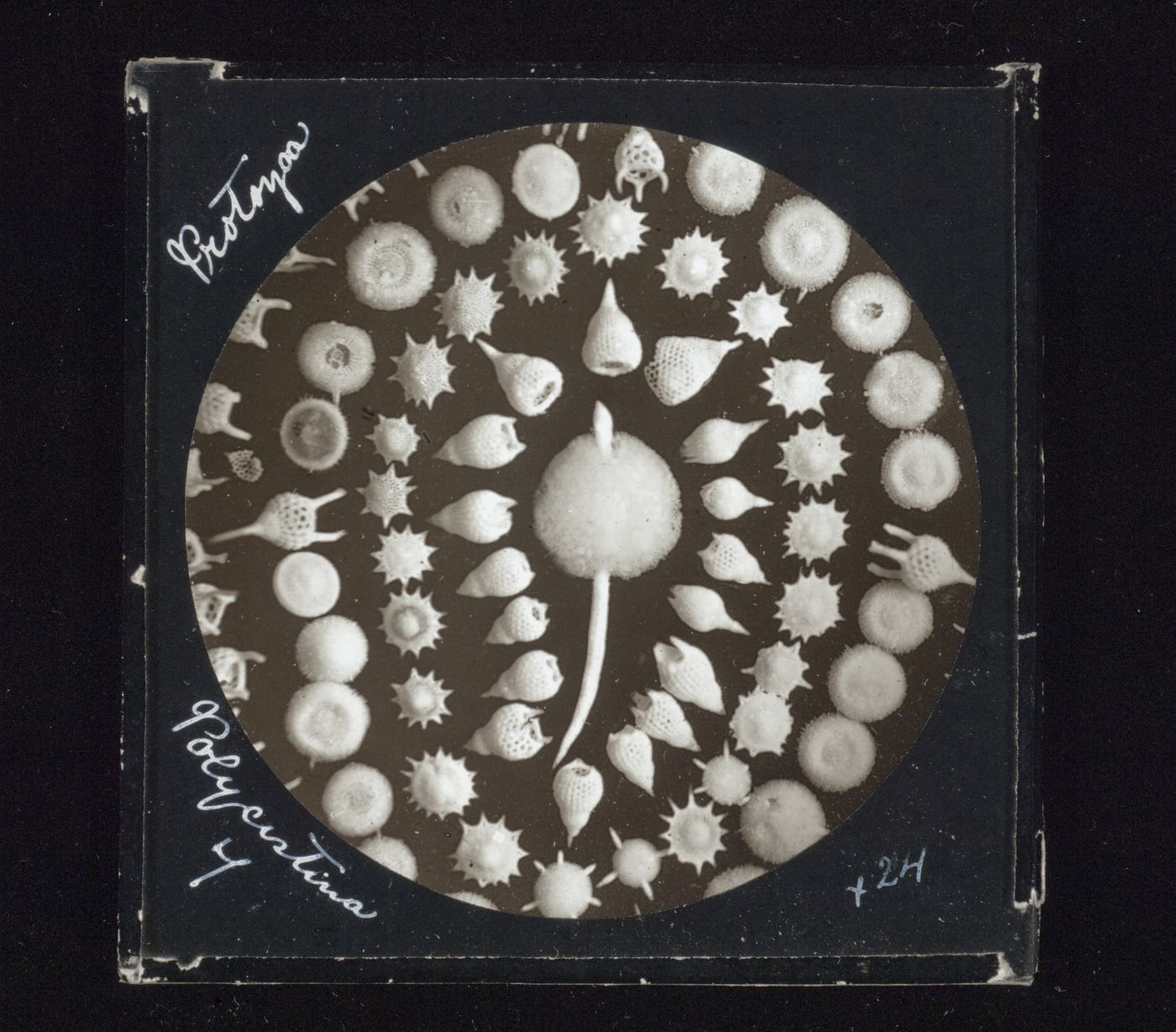 Photomicrograph of group of polycystina