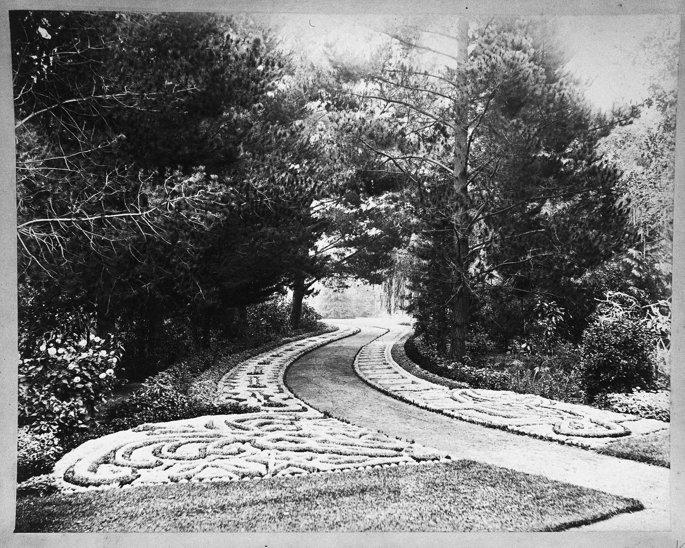 Path lined with ornamental foliage and trees, Linden Towers, James Clair Flood Estate, Atherton, California