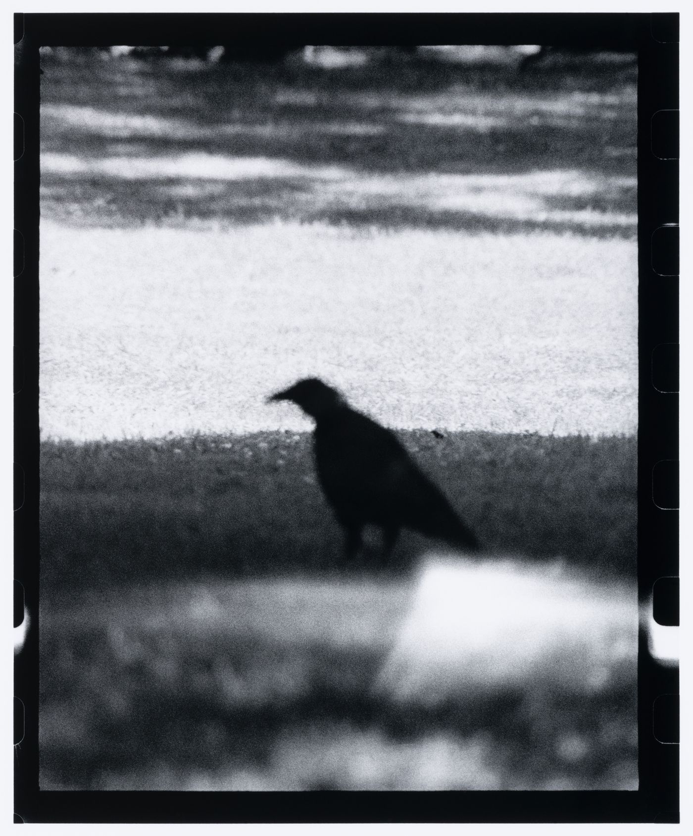 View of a bird in shadow and a lawn, the Capitol, Washington D.C., United States, from the series "Empire"