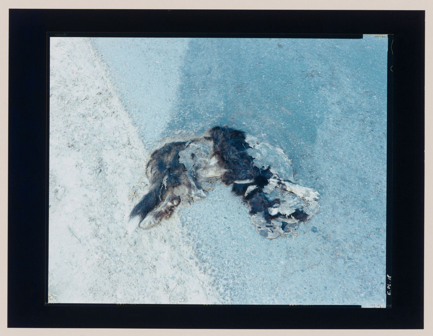 View of a dead dog on a road, Gronowo, near Braniewo, Poland (from the series "In between cities")