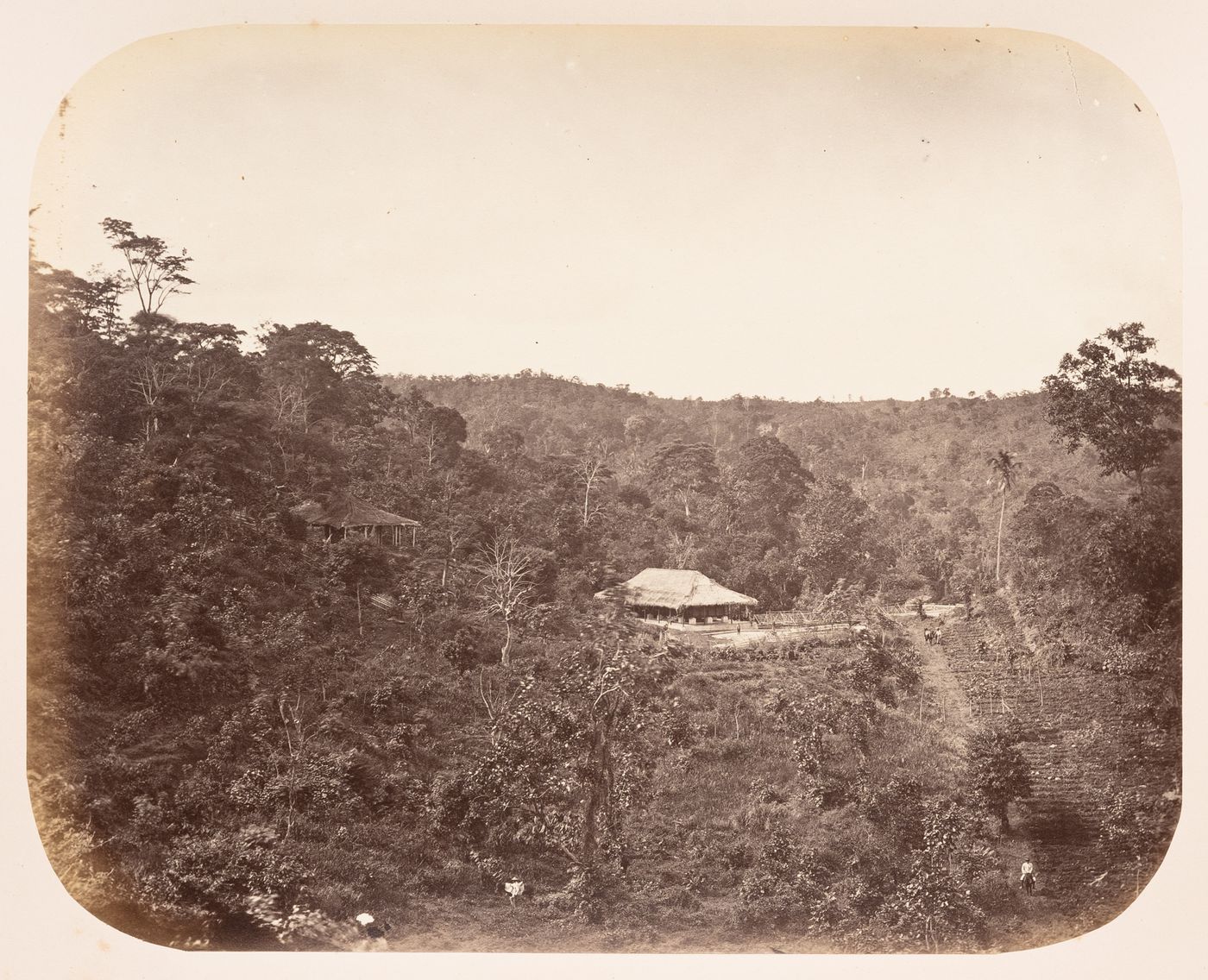 View of a coffee plantation, probably near Solo (now also known as Surakarta), Dutch East Indies (now Indonesia)