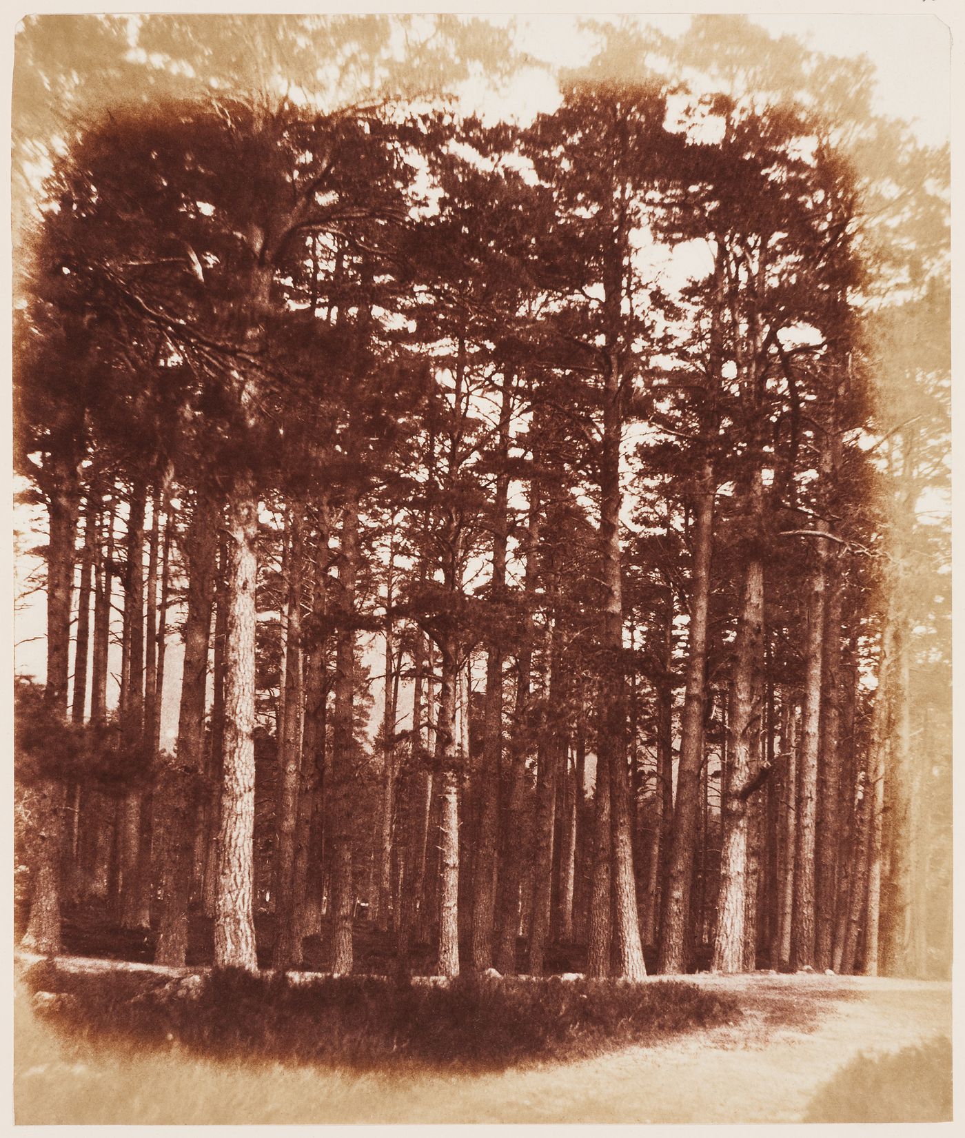 A Grove of Stately Trees