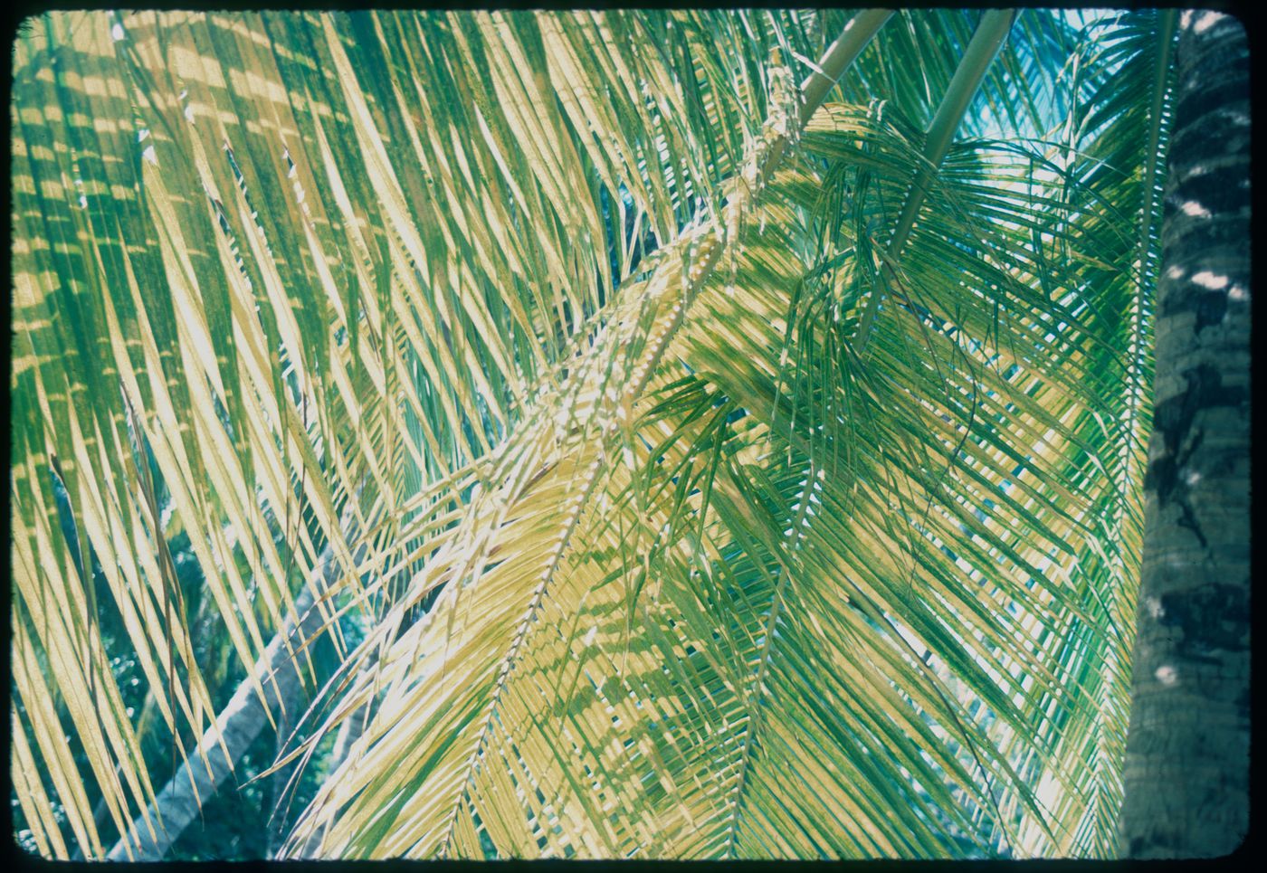 Palm trees, Jamaica