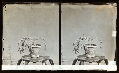Stereograph of a Christmas cactus, California, United States of America