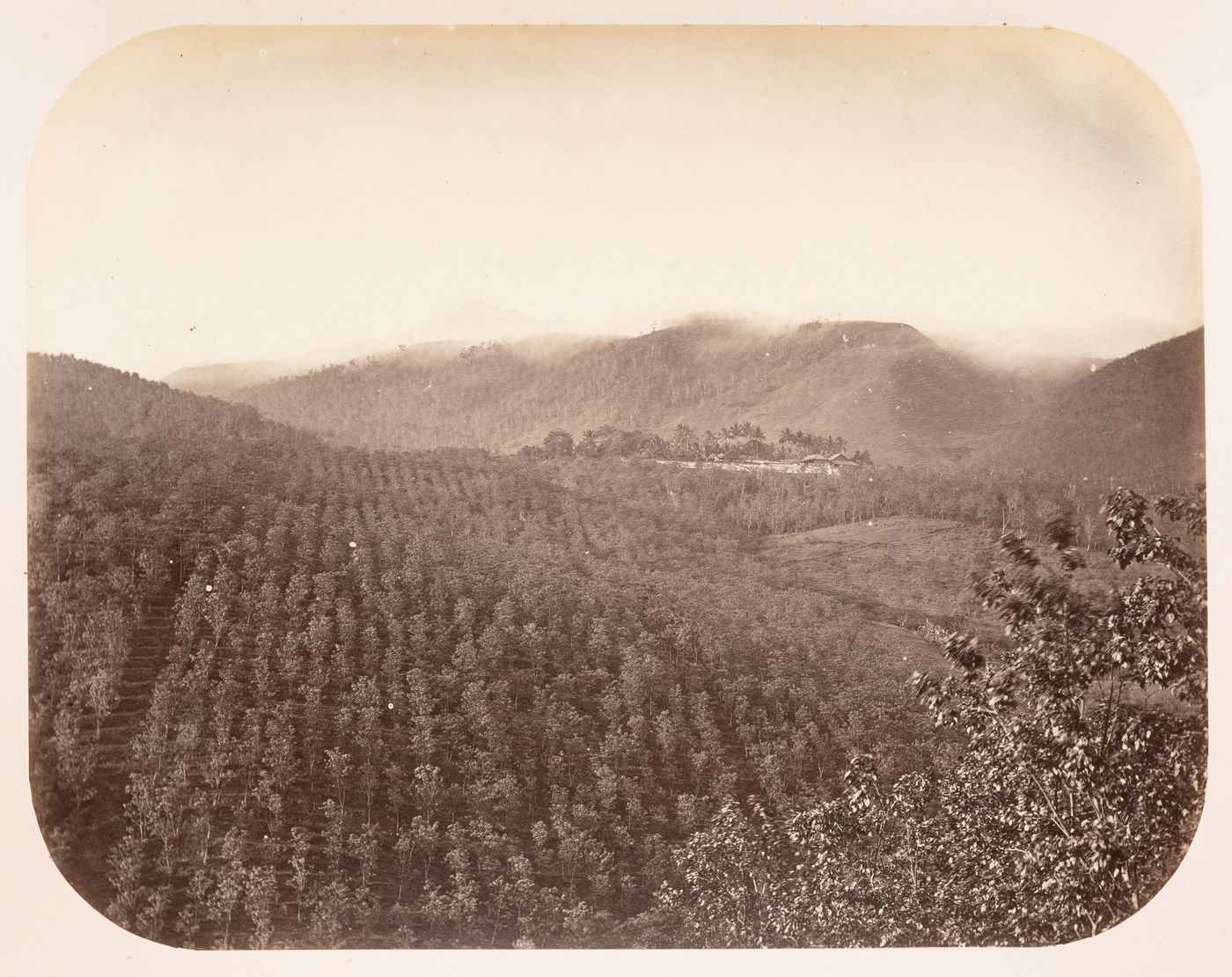 View of a coffee plantation, near Solo (now also known as Surakarta), Dutch East Indies (now Indonesia)