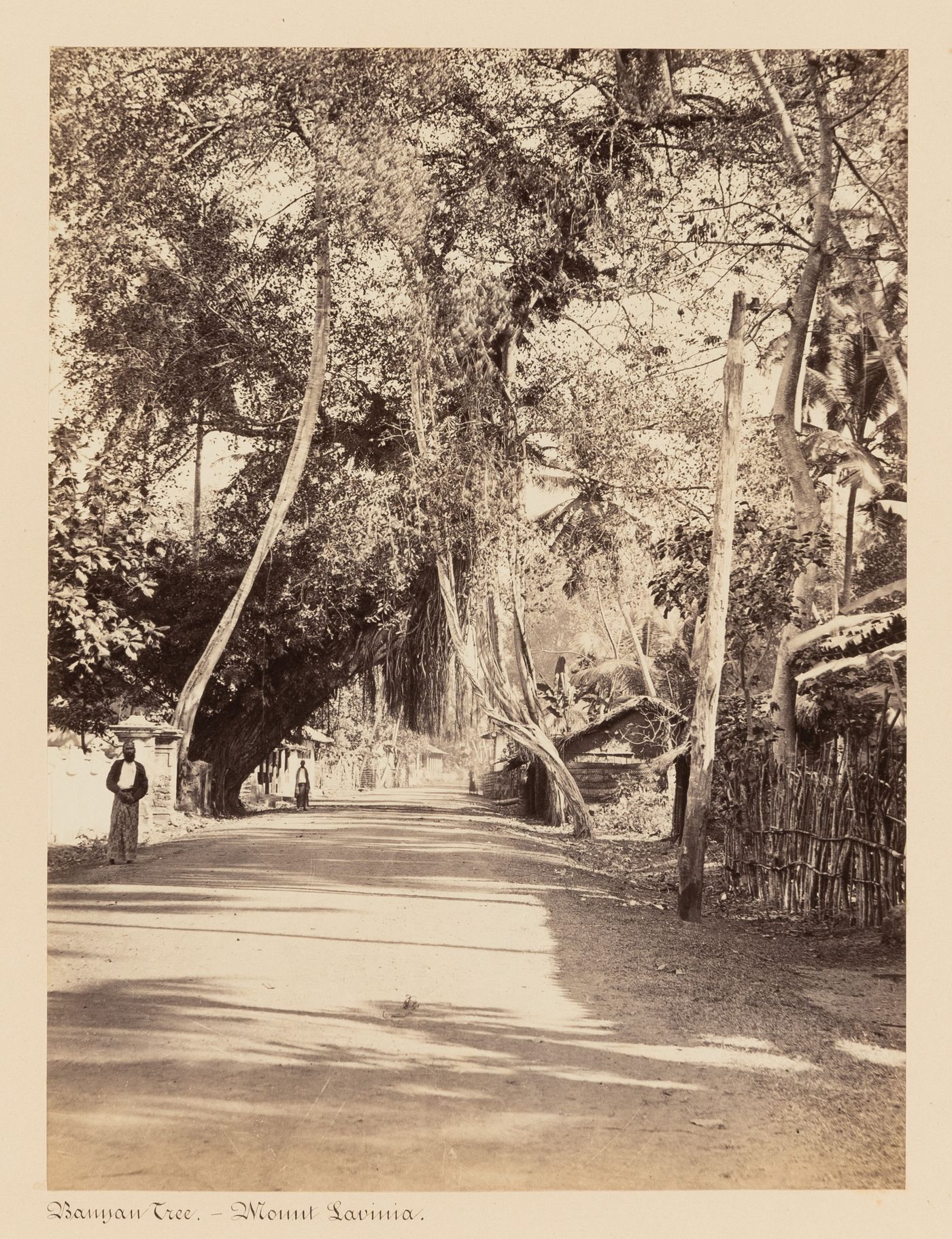 View of a street and a banyan tree, Mount Lavinia, Ceylon (now Sri Lanka)