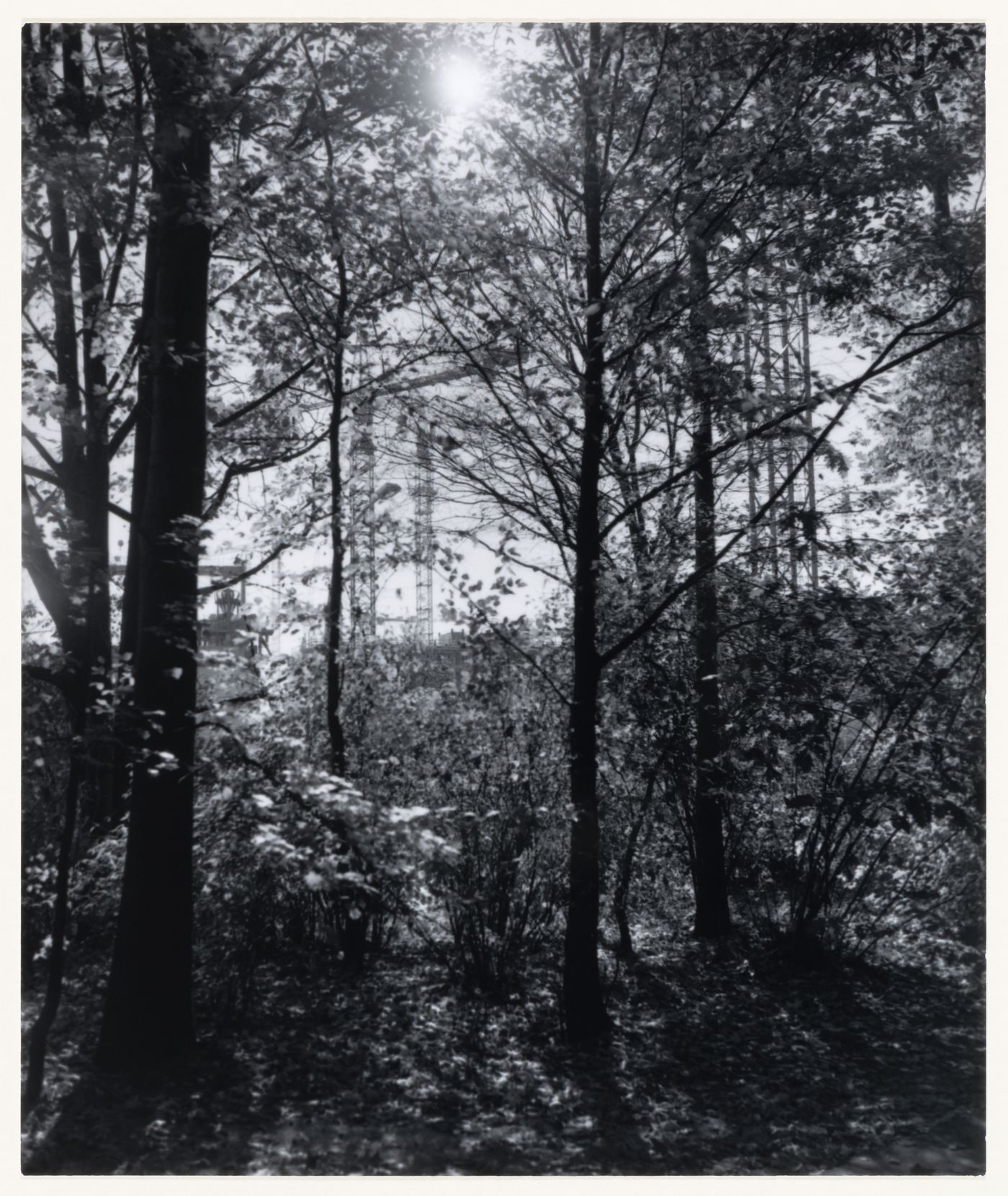 View of trees showing jib cranes in the background, Berlin, Germany, from the artist book "The Potsdamer Project"