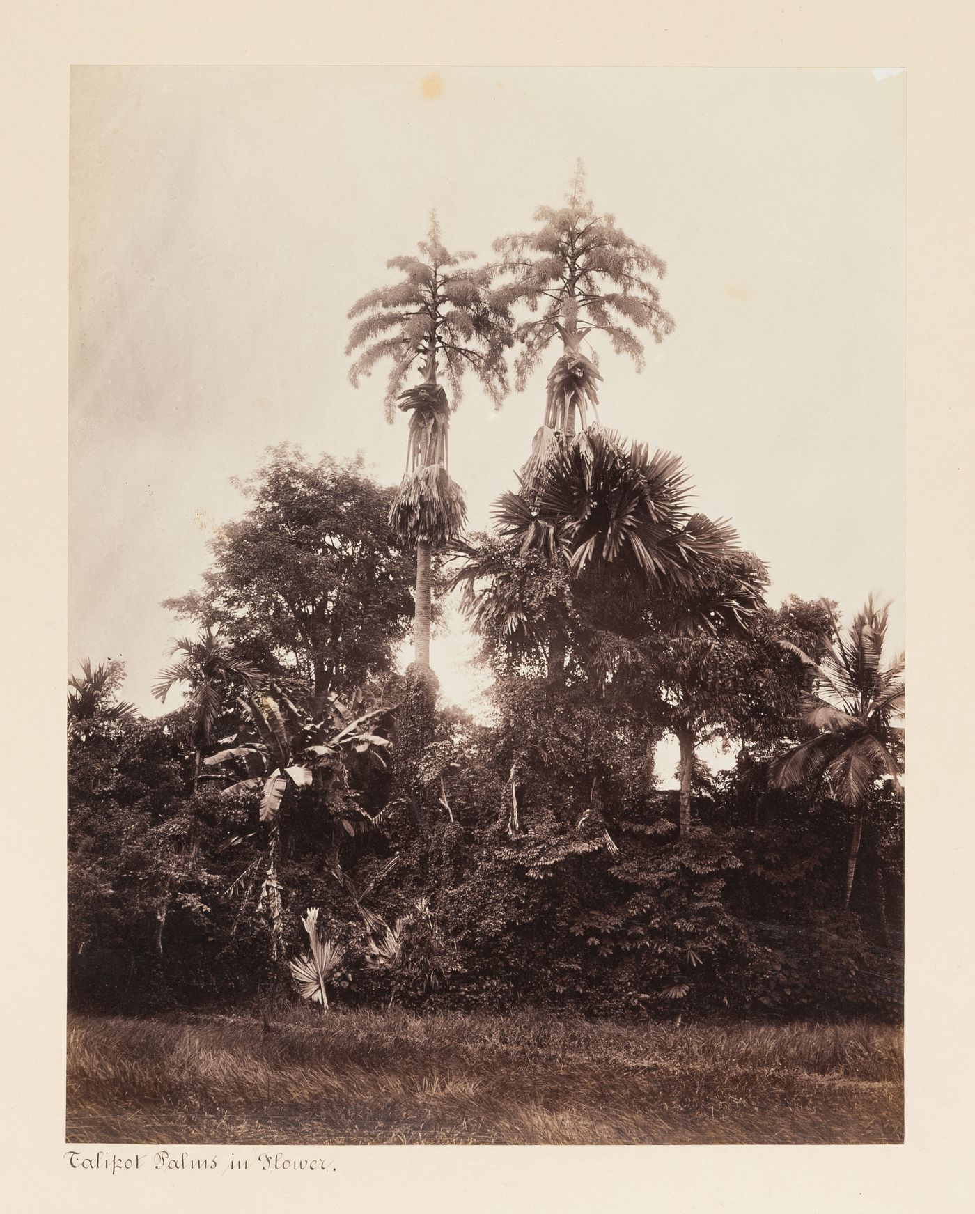 View of Talipot Palms and other trees, Royal Botanical Gardens, Peradeniya, Ceylon (now Sri Lanka)