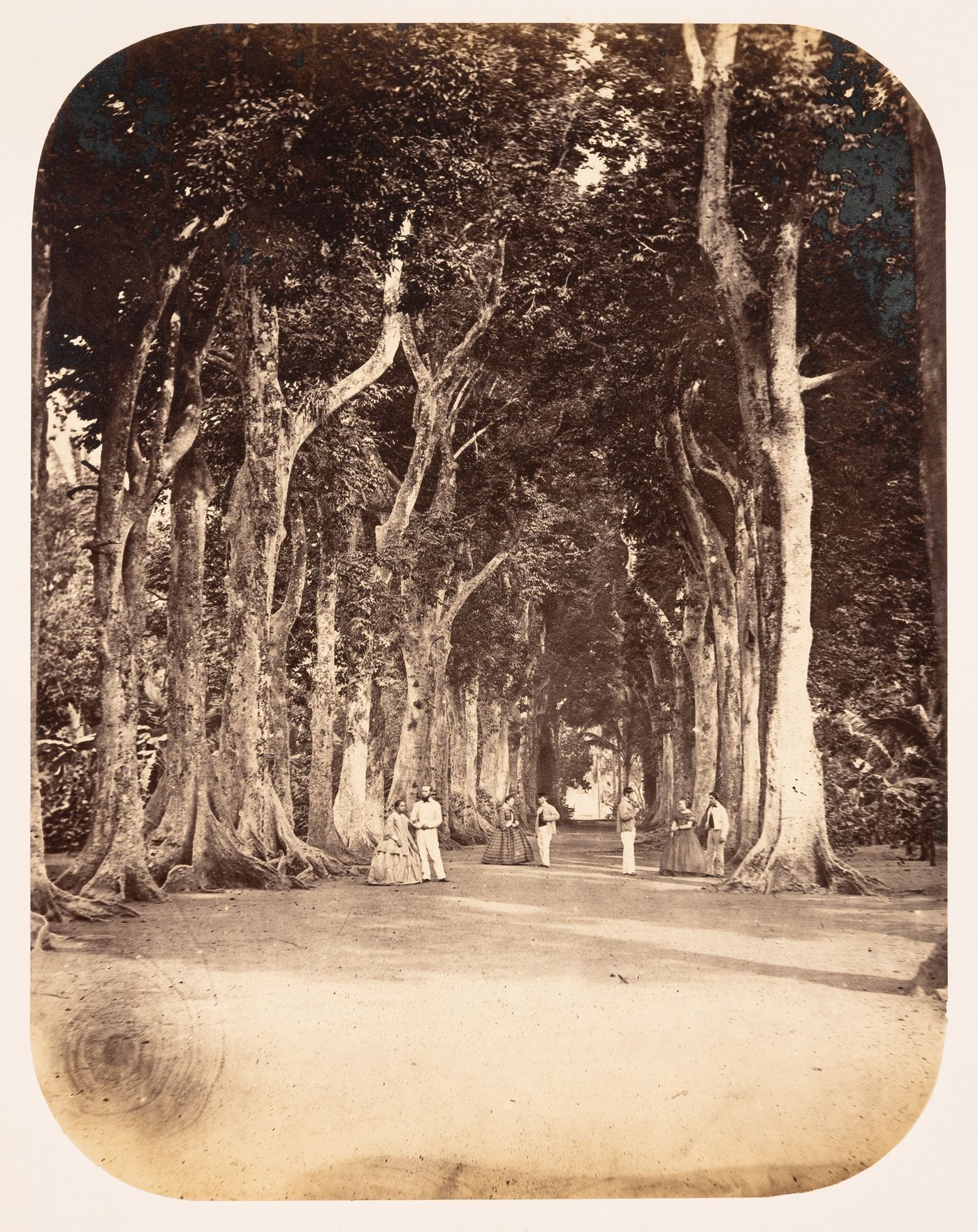 Group portrait of women and men standing on a tree-lined walkway, Batavia (now Jakarta), Dutch East Indies (now Indonesia)