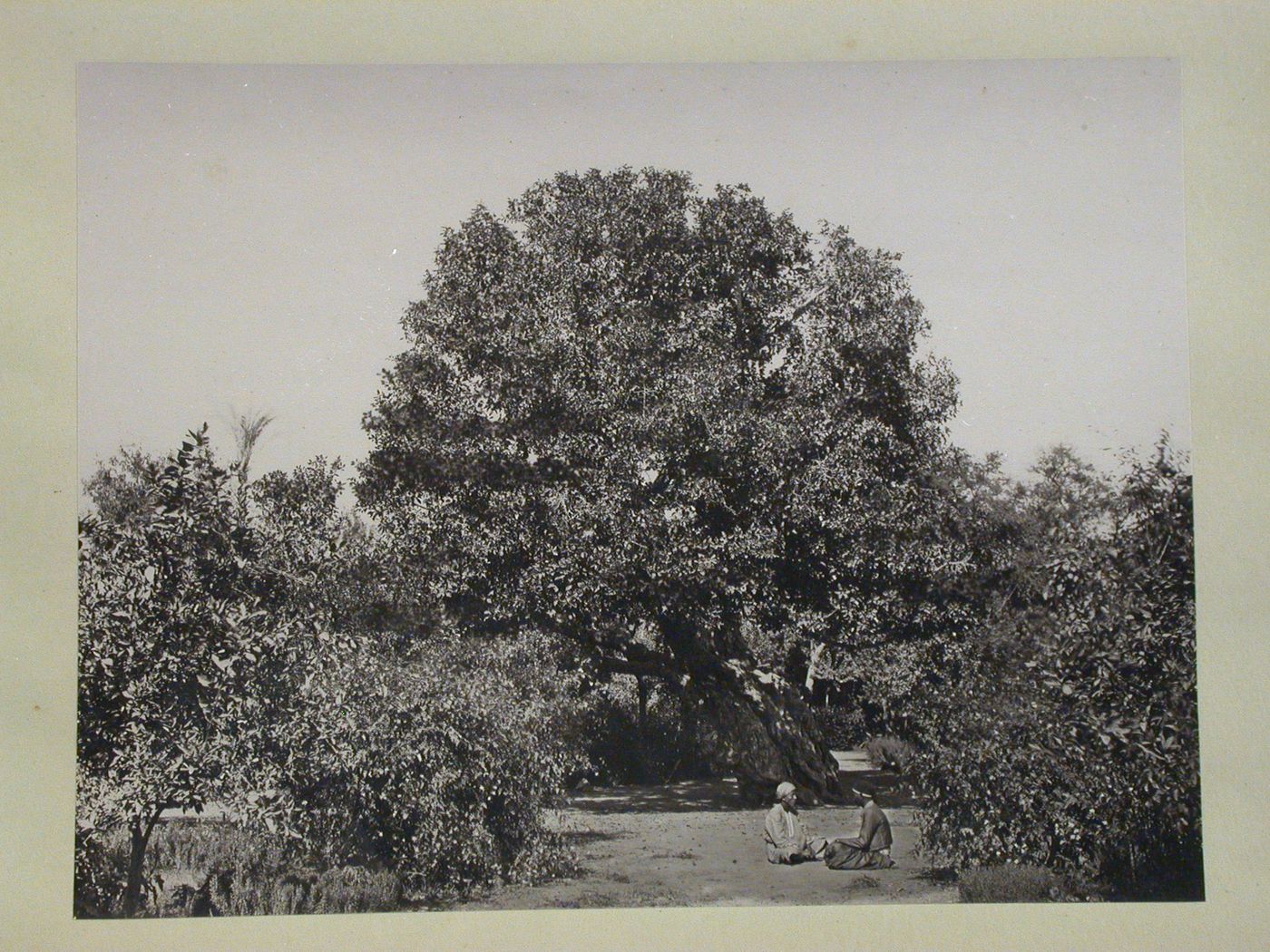 Cairo. Heliopolis. Ancient fig tree.