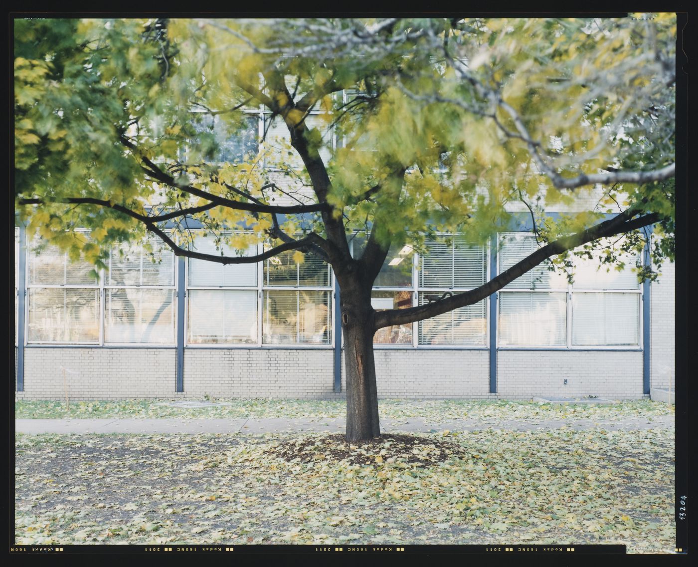 View of a tree and a side of Wishnick Hall showing windows, Illinois Institute of Technology, Chicago, Illinois