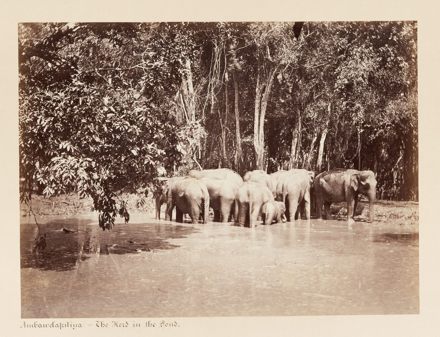 View of a herd of elephants in a pond, Ambawela, Ceylon (now Sri Lanka)