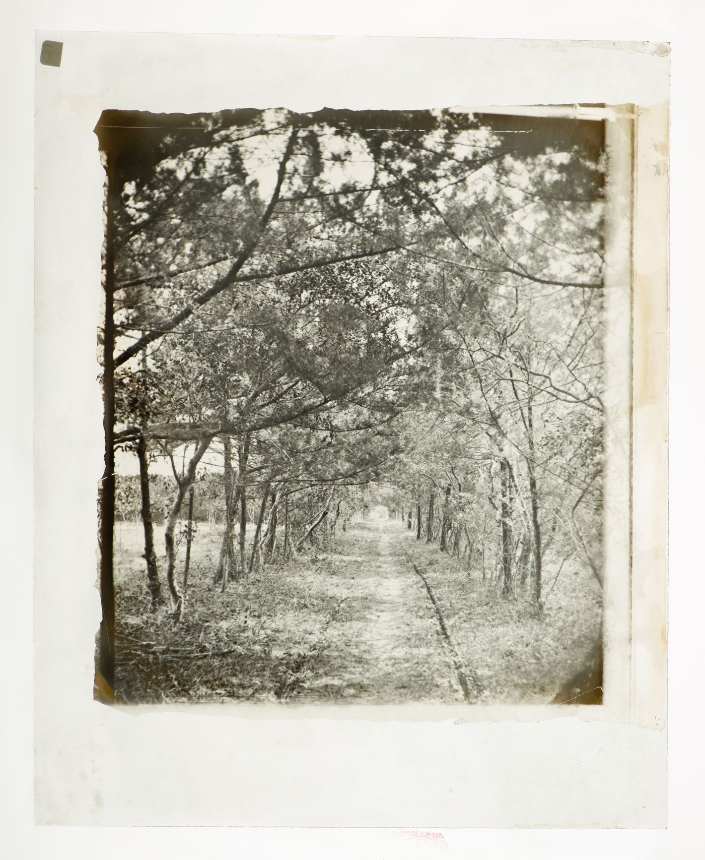 View of road with trees, (possibly) St. Ausgustine, Florida, United States of America