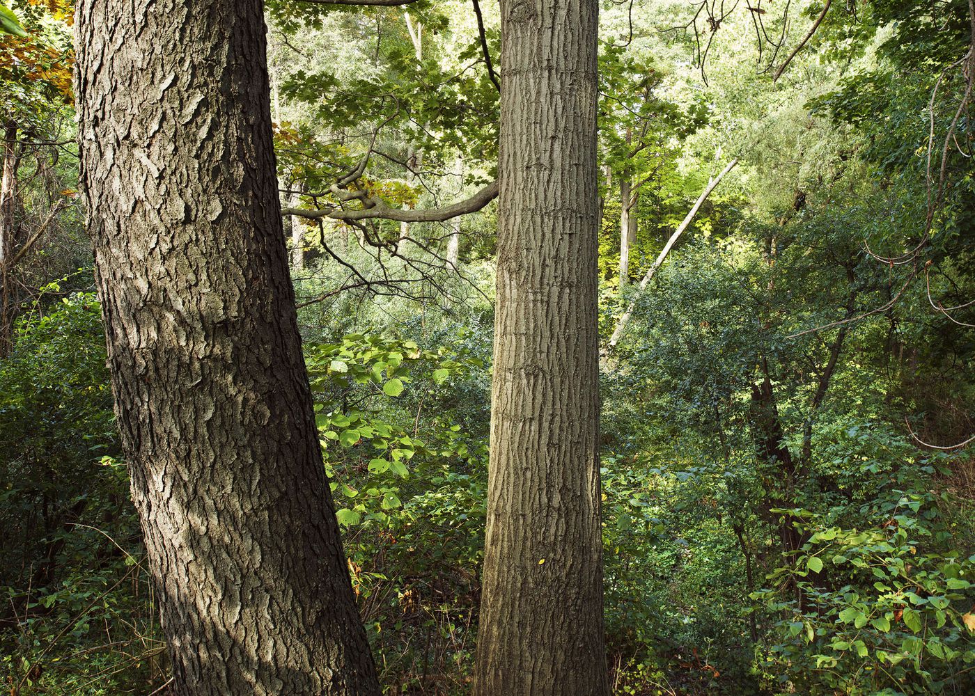 An Enduring Wilderness: Forest behind Colborne Lodge, High Park, Toronto