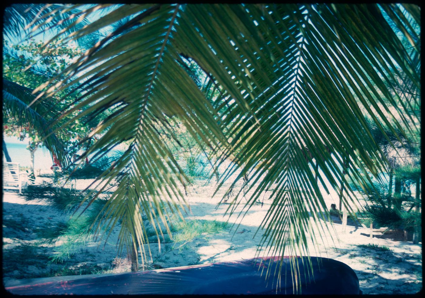 Palm trees, Jamaica