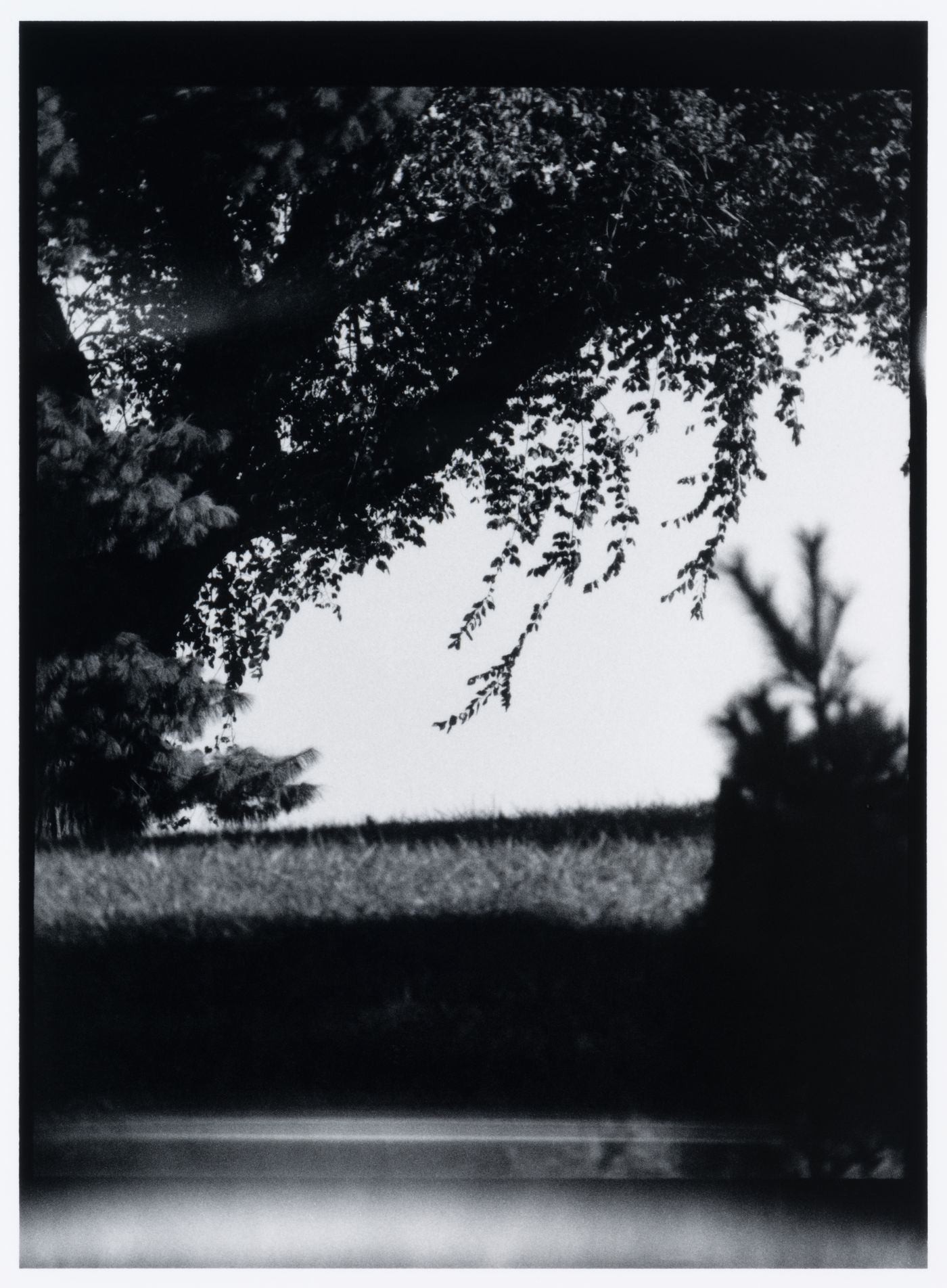 View of a tree showing the edge of a stone [?] structure in the foreground, Washington D.C., United States, from the series "Empire"