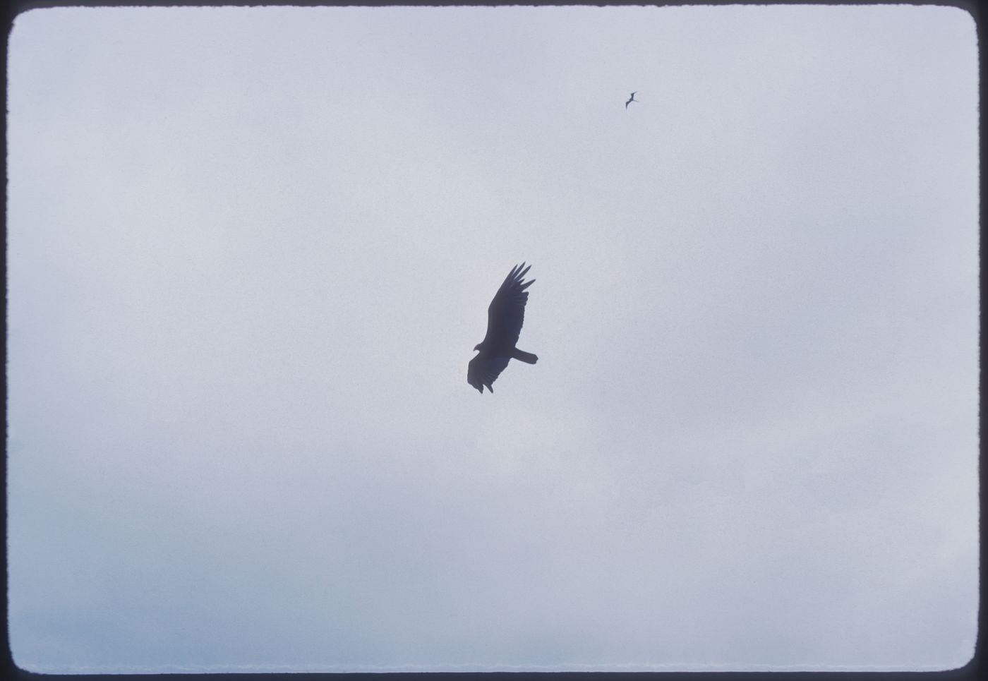 Bird, Jamaica