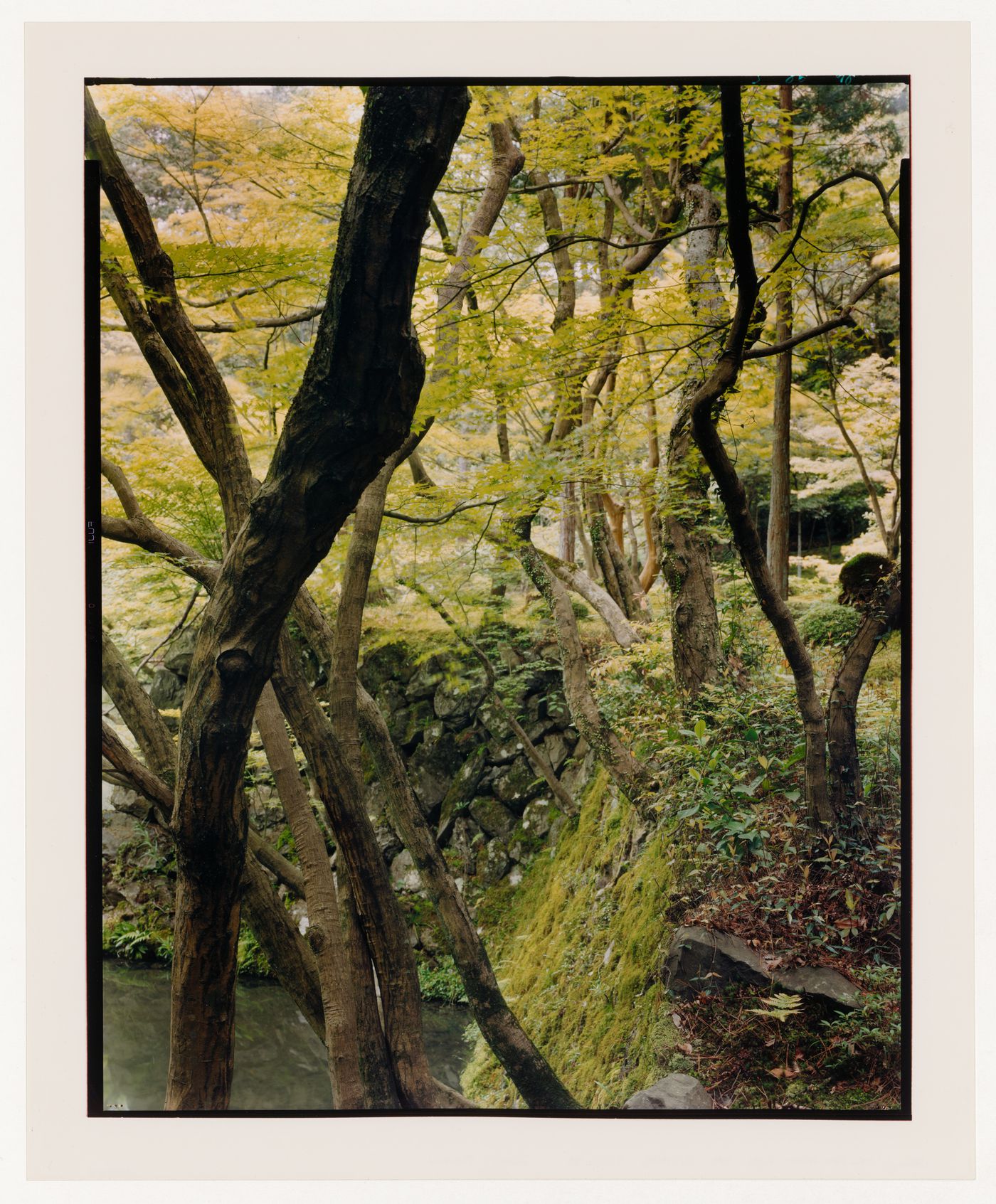 View of trees and a stone wall in the Moss Garden, Saihoji (also known as Kokedera [Moss Temple]), Kyoto, Japan