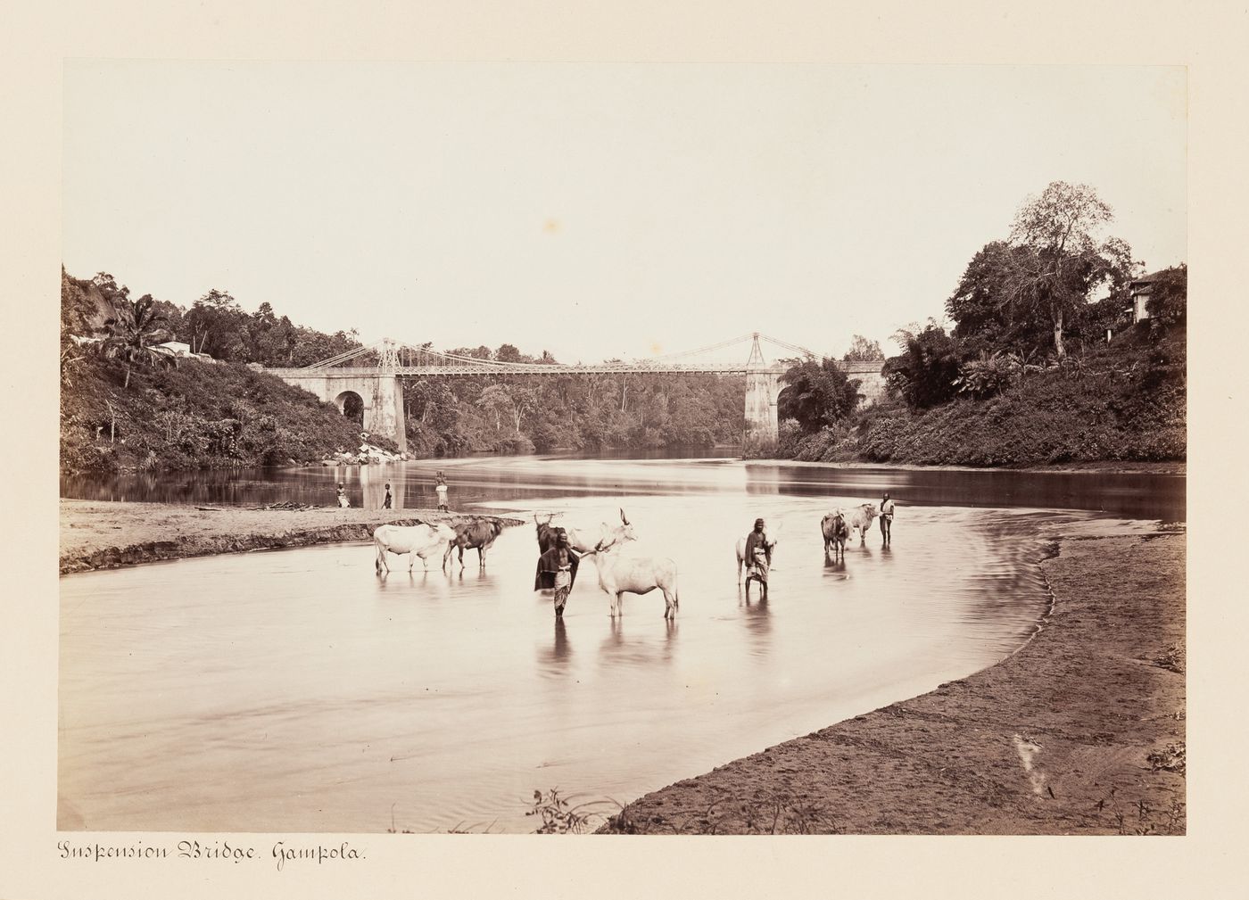 View of the suspension bridge and Mahaweli Ganga with cattle in the foreground, Gampola, Ceylon (now Sri Lanka)