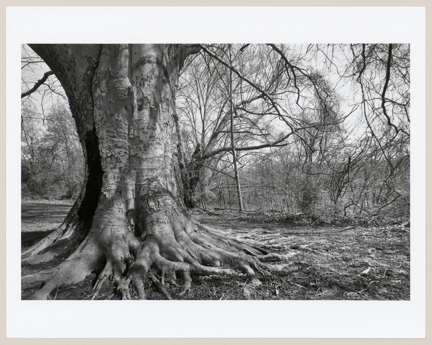 European beech tree, Cherokee Park, Louisville, Kentucky